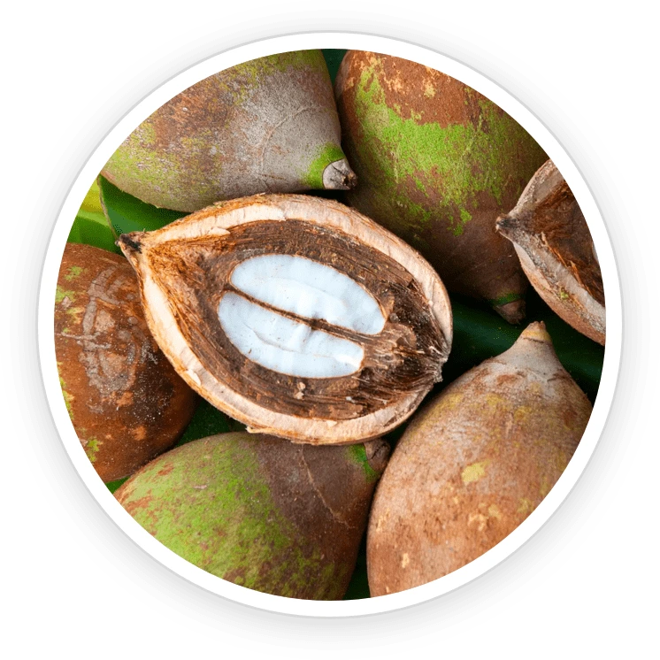 Illustration accompanying Babassu Oil