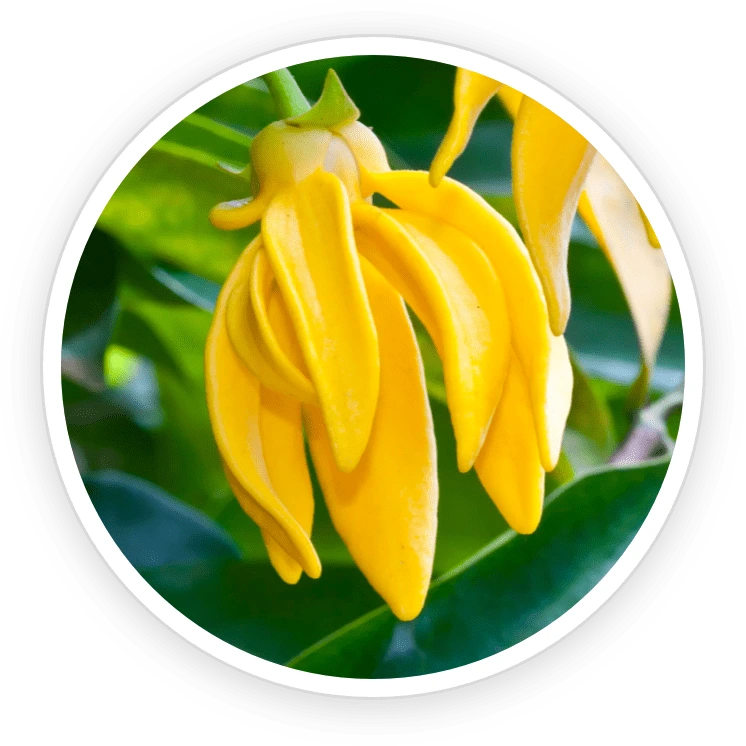 Illustration accompanying Ylang Ylang Essential Oil