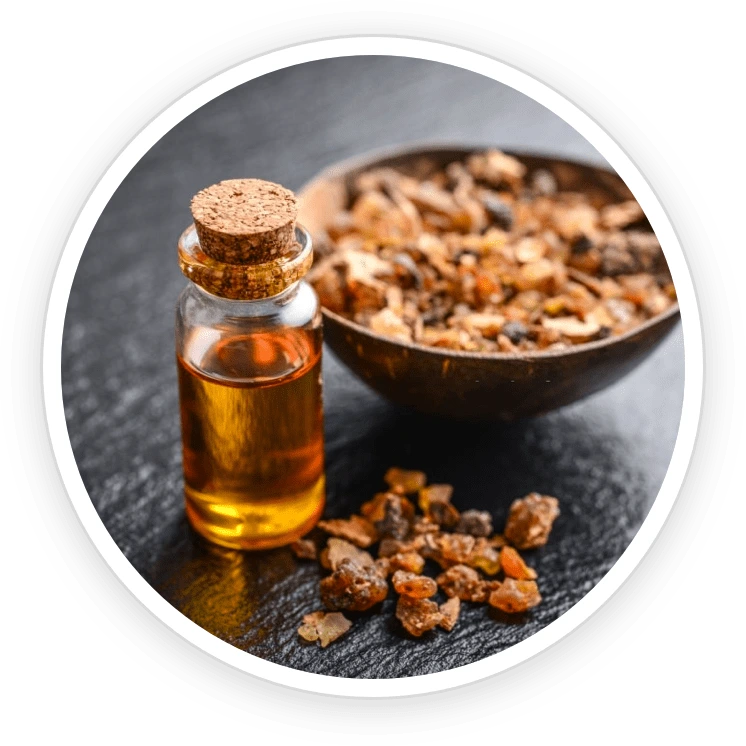 Illustration accompanying Myrrh Essential Oil